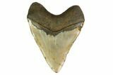 Massive, Fossil Megalodon Tooth - North Carolina #164903-2